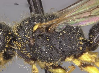 Media type: image;   Entomology 13782 Aspect: thorax lateral